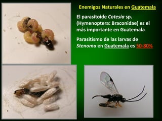 Enemigos Naturales en Guatemala
El parasitoide Cotesia sp.
(Hymenoptera: Braconidae) es el
más importante en Guatemala
Parasitismo de las larvas de
Stenoma en Guatemala es 50-80%
 