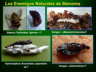 Los Enemigos Naturales de Stenoma




 Diptera: Tachinidae. Species = ?    Hongos – ¿Beauveria bassiana?




Hymenoptera: Braconidae ¿Apanteles
               sp.?                       Hongos –¿Metarhizium ?
 