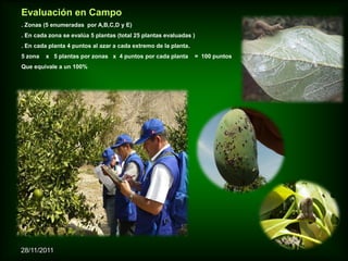 Evaluación en Campo
. Zonas (5 enumeradas por A,B,C,D y E)
. En cada zona se evalúa 5 plantas (total 25 plantas evaluadas )
. En cada planta 4 puntos al azar a cada extremo de la planta.
5 zona   x 5 plantas por zonas x 4 puntos por cada planta        = 100 puntos
Que equivale a un 100%




28/11/2011
 