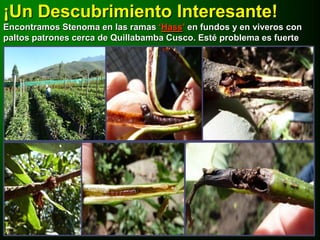 ¡Un Descubrimiento Interesante!
Encontramos Stenoma en las ramas „Hass‟ en fundos y en viveros con
paltos patrones cerca de Quillabamba Cusco. Esté problema es fuerte
 