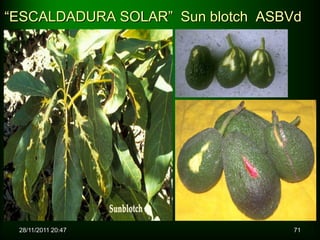 “ESCALDADURA SOLAR” Sun blotch ASBVd




 28/11/2011 20:47                  71
 