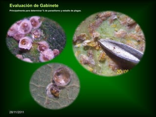 Evaluación de Gabinete
Principalmente para determinar % de parasitismo y estadio de plagas.




28/11/2011
 