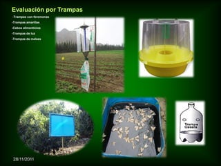 Evaluación por Trampas
-Trampas con feromonas
-Trampas amarillas
-Cebos alimenticios
-Trampas de luz
-Trampas de melaza




28/11/2011
 
