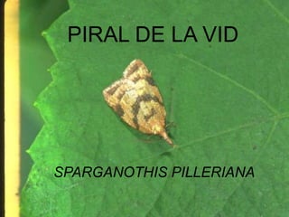 PIRAL DE LA VIDPIRAL DE LA VIDSPARGANOTHIS PILLERIANA