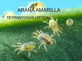 ARAÑA AMARILLATETRANYCHUS URTICAE