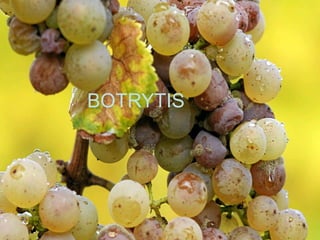 BOTRYTIS