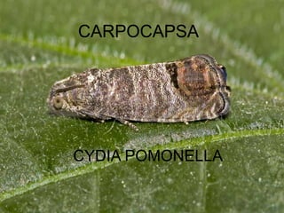 CARPOCAPSA CYDIA POMONELLA 