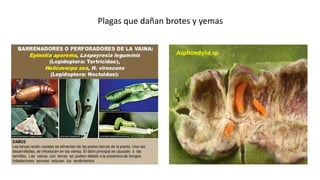 Plagas que dañan brotes y yemas
Asphondylia sp
 