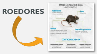 GESTION INTEGRAL DE LAS PLAGAS EN LA INDUSTRIA DE ALIMENTOS | PDF