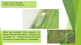 Nombre común: MINADOR
Nombre científico: Hydrellia sp.
Daños que ocasiona: Larvas ingresas a la
lámina foliar haciendo minas a lo largo de las
nervaduras. Se reconoce por que las puntas
de las hojas se tornan blancas y entorchadas.
 