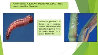 Nombre común: POLILLA O BARRENADOR DEL TALLO
Nombre científico: Diatraea sp.
Cuándo se presenta: Las
larvas se presentan
durante todo el desarrollo
del cultivo, pero la época
de mayor riesgo es el
estado de macollo.
 