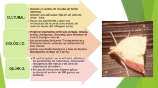 • Realizar un control de malezas de forma
oportuna.
• Realizar una adecuada rotación de cultivos:
Arroz – Soya
• Hacer una equilibrada y oportuna
fertilización de acuerdo a los análisis de
suelo no abusar del nitrógeno (urea).
CULTURAL:
• Preservar organismos benéficos (avispas, moscas,
arañas, mariquitas, chinches), para favorecer el
control biológico natural.
• Los parasitoides de huevos Trichogramma sp y
Telenomus alecto, reducen las poblaciones de
este insecto.
• Aplicar insectisidas biológicos a base de Bacillus
thuringiensis en dosis de 1 kg/ha.
BIOLÓGICO:
• El control químico no es eficente, elimina a
los parasitoides de huevecillos, provocando
resurgencias del insecto y de otros de
importancia secundaria.
• En caso de infecciones fuertes aplicar
acetamiprid en dosis de 200 gramos por
hectárea.
QUÍMICO:
 