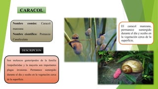 Son moluscos gasterópodos de la familia
Ampullariidae y la mayoría son importantes
plagas invasoras. Permanece sumergido
durante el día y oculto en la vegetación cerca
de la superficie.
Nombre común: Caracol
manzana
Nombre científico: Pomacea
Canaliculata
DESCRIPCION
CARACOL
El caracol manzana,
permanece sumergido
durante el día y oculto en
la vegetación cerca de la
superficie.
 