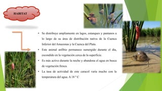 • Se distribuye ampliamente en lagos, estanques y pantanos a
lo largo de su área de distribución nativa de la Cuenca
Inferior del Amazonas y la Cuenca del Plata.
• Este animal anfibio permanece sumergido durante el día,
escondido en la vegetación cerca de la superficie.
• Es más activo durante la noche y abandona el agua en busca
de vegetación fresca.
• La tasa de actividad de este caracol varía mucho con la
temperatura del agua. A 18 ° C
HABITAT
 