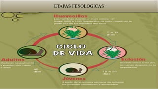 ETAPAS FENOLOGICAS
 