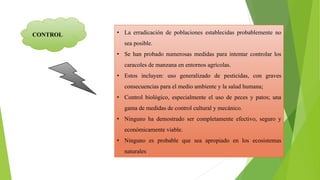 • La erradicación de poblaciones establecidas probablemente no
sea posible.
• Se han probado numerosas medidas para intentar controlar los
caracoles de manzana en entornos agrícolas.
• Estos incluyen: uso generalizado de pesticidas, con graves
consecuencias para el medio ambiente y la salud humana;
• Control biológico, especialmente el uso de peces y patos; una
gama de medidas de control cultural y mecánico.
• Ninguno ha demostrado ser completamente efectivo, seguro y
económicamente viable.
• Ninguno es probable que sea apropiado en los ecosistemas
naturales
CONTROL
 