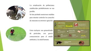 Estos incluyen: uso generalizado
de pesticidas, con graves
consecuencias para el medio
ambiente y la salud humana
La erradicación de poblaciones
establecidas probablemente no sea
posible.
Se han probado numerosas medidas
para intentar controlar los caracoles
de manzana en entornos agrícolas
 