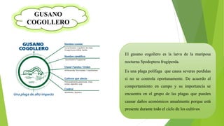 GUSANO
COGOLLERO
El gusano cogollero es la larva de la mariposa
nocturna Spodoptera frugiperda.
Es una plaga polífaga que causa severas perdidas
si no se controla oportunamente. De acuerdo al
comportamiento en campo y su importancia se
encuentra en el grupo de las plagas que pueden
causar daños económicos anualmente porque está
presente durante todo el ciclo de los cultivos
 