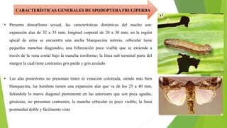 • Presenta dimorfismo sexual, las características distintivas del macho son:
expansión alas de 32 a 35 mm; longitud corporal de 20 a 30 mm; en la región
apical de estas se encuentra una ancha blanquecina notoria, orbicular tiene
pequeñas manchas diagonales, una bifurcación poco visible que se extiende a
través de la vena costal bajo la mancha reniforme; la línea sub terminal parte del
margen la cual tiene contrastes gris pardo y gris azulado.
• Las alas posteriores no presentan tintes ni venación coloreada, siendo más bien
blanquecina, las hembras tienen una expansión alar que va de los 25 a 40 mm,
faltándole la marca diagonal prominente en las anteriores que son poca agudas,
grisáceas, no presentan contrastes; la mancha orbicular es poco visible; la línea
postmedial doble y fácilmente vista
CARACTERÍSTICAS GENERALES DE SPODOPTERA FRUGIPERDA
 