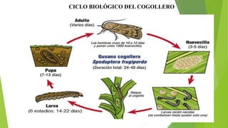 CICLO BIOLÓGICO DEL COGOLLERO
 