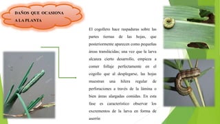El cogollero hace raspaduras sobre las
partes tiernas de las hojas, que
posteriormente aparecen como pequeñas
áreas translúcidas; una vez que la larva
alcanza cierto desarrollo, empieza a
comer follaje perfectamente en el
cogollo que al desplegarse, las hojas
muestran una hilera regular de
perforaciones a través de la lámina o
bien áreas alargadas comidas. En esta
fase es característico observar los
excrementos de la larva en forma de
aserrín
DAÑOS QUE OCASIONA
A LA PLANTA
 