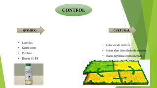 CONTROL
QUIMICO CULTURAL
• Rotación de cultivos
• Evitar altas densidades de siembra
• Buena fertilización balanceada
• Lorpyfos
• Karate zeon
• Proclaim
• Diatrex 80 PS
 