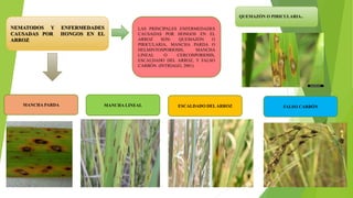 NEMATODOS Y ENFERMEDADES
CAUSADAS POR HONGOS EN EL
ARROZ
QUEMAZÓN O PIRICULARIA.
MANCHA PARDA MANCHA LINEAL ESCALDADO DELARROZ FALSO CARBÓN
LAS PRINCIPALES ENFERMEDADES
CAUSADAS POR HONGOS EN EL
ARROZ SON: QUEMAZÓN O
PIRICULARIA, MANCHA PARDA O
HELMINTOSPORIOSIS, MANCHA
LINEAL O CERCOSPORIOSIS,
ESCALDADO DEL ARROZ, Y FALSO
CARBÓN. (INTRIAGO, 2001)
 