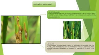 SINTOMATOLOGÍA
EL PATÓGENO PUEDE ATACAR CUALQUIER PARTE AÉREA DE LA PLANTA HOJAS,
NUDOS, TALLOS, CUELLO DE LA PANÍCULA Y GRANOS Y EN CUALQUIER ETAPA
DEL CRECIMIENTO.
LOS DAÑOS
LA QUEMAZÓN DE LAS HOJAS LIMITA EL DESARROLLO NORMAL DE LAS
PLANTAS, DISMINUYE EL NÚMERO DE PANÍCULAS MADURAS, REDUCE EL PESO
Y LA CALIDAD DE LOS GRANOS, Y AUMENTA EL PORCENTAJE DE PANÍCULAS
VANAS.
QUEMAZÓN O PIRICULARIA.
 