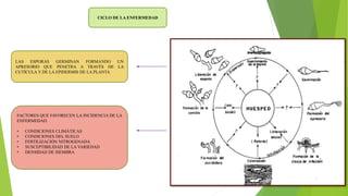 CICLO DE LA ENFERMEDAD
LAS ESPORAS GERMINAN FORMANDO UN
APRESORIO QUE PENETRA A TRAVÉS DE LA
CUTÍCULA Y DE LA EPIDERMIS DE LA PLANTA
FACTORES QUE FAVORECEN LA INCIDENCIA DE LA
ENFERMEDAD.
• CONDICIONES CLIMÁTICAS
• CONDICIONES DEL SUELO
• FERTILIZACIÓN NITROGENADA
• SUSCEPTIBILIDAD DE LA VARIEDAD
• DENSIDAD DE SIEMBRA
 