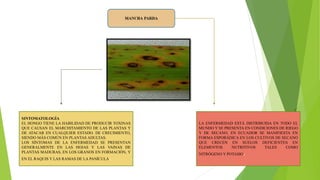SINTOMATOLOGÍA
EL HONGO TIENE LA HABILIDAD DE PRODUCIR TOXINAS
QUE CAUSAN EL MARCHITAMIENTO DE LAS PLANTAS Y
DE ATACAR EN CUALQUIER ESTADO. DE CRECIMIENTO,
SIENDO MÁS COMÚN EN PLANTAS ADULTAS.
LOS SÍNTOMAS DE LA ENFERMEDAD SE PRESENTAN
GENERALMENTE EN LAS HOJAS Y LAS VAINAS DE
PLANTAS MADURAS, EN LOS GRANOS EN FORMACIÓN, Y
EN EL RAQUIS Y LAS RAMAS DE LA PANÍCULA.
LA ENFERMEDAD ESTÁ DISTRIBUIDA EN TODO EL
MUNDO Y SE PRESENTA EN CONDICIONES DE RIEGO
Y DE SECANO. EN ECUADOR SE MANIFIESTA EN
FORMA ESPORÁDICA EN LOS CULTIVOS DE SECANO
QUE CRECEN EN SUELOS DEFICIENTES EN
ELEMENTOS NUTRITIVOS TALES COMO
NITRÓGENO Y POTASIO.
 