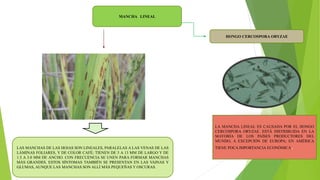 MANCHA LINEAL
HONGO CERCOSPORA ORYZAE
LA MANCHA LINEAL ES CAUSADA POR EL HONGO
CERCOSPORA ORYZAE. ESTÁ DISTRIBUIDA EN LA
MAYORÍA DE LOS PAÍSES PRODUCTORES DEL
MUNDO, A EXCEPCIÓN DE EUROPA; EN AMÉRICA
TIENE POCA IMPORTANCIA ECONÓMICA.LAS MANCHAS DE LAS HOJAS SON LINEALES, PARALELAS A LAS VENAS DE LAS
LÁMINAS FOLIARES, Y DE COLOR CAFÉ; TIENEN DE 3 A 13 MM DE LARGO Y DE
1.5 A 3.0 MM DE ANCHO. CON FRECUENCIA SE UNEN PARA FORMAR MANCHAS
MÁS GRANDES. ESTOS SÍNTOMAS TAMBIÉN SE PRESENTAN EN LAS VAINAS Y
GLUMAS, AUNQUE LAS MANCHAS SON ALLÍ MÁS PEQUEÑAS Y OSCURAS.
 