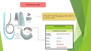 NEMATODOS DELARROZ
POSEE CUERPO FILIFORME, ATACA LA PARTE AÉREA DE
LA PLANTA. ES UNA ENFERMEDAD QUE AFECTA AL
CULTIVO DEL ARROZ.
 