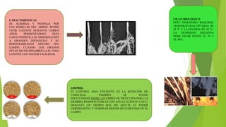 CARACTERÍSTICAS
SE ALBERGA Y PROPAGA POR
LAS SEMILLAS DEL ARROZ. PUEDE
VIVIR LATENTE DURANTE VARIOS
AÑOS, PERMITIÉNDOLE ESTA
CARACTERÍSTICA SU DISEMINACIÓN
A GRANDES DISTANCIAS Y SU
PERDURABILIDAD DENTRO DEL
CAMPO. CUANDO LOS GRANOS
ESTÁN SECOS DESARROLLA SU VIDA
LATENTE CON MAYOR FACILIDAD.
CICLO BIOLÓGICO
ESTE NEMATODO REQUIERE
TEMPERATURAS ÓPTIMAS DE
28 ºC Y LA MÁXIMA DE 42 ºC.
LA HUMEDAD RELATIVA
DEBE ESTAR ENTRE EL 70 Y
EL 90%.
CONTROL
EL CONTROL MÁS EFICIENTE ES LA ROTACIÓN DE
COSECHAS, TAMBIÉN SE PUEDE
SELECCIONAR SEMILLAS LIBRES DE INFECCIÓN PARA LA
SIEMBRA DESINFECTARLAS CON AGUA CALIENTE A 50 ºC,
DURANTE UN TIEMPO QUE NO AFECTE EL PODER
GERMINATIVO, Y ELIMINAR RESTOS DE COSECHAS EN EL
CAMPO.
 