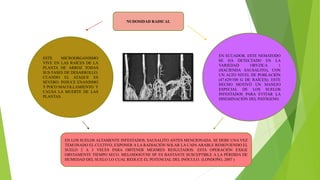 NUDOSIDAD RADICAL
ESTE MICROORGANISMO
VIVE EN LAS RAÍCES DE LA
PLANTA DE ARROZ TODAS
SUS FASES DE DESARROLLO.
CUANDO EL ATAQUE ES
SEVERO. INDUCE ENANISMO
Y POCO MACOLLAMIENTO. Y
CAUSA LA MUERTE DE LAS
PLANTAS.
EN ECUADOR. ESTE NEMATODO
SE HA DETECTADO EN LA
VARIEDAD ORYZICA 1
(HACIENDA SAUSALITO), CON
UN ALTO NIVEL DE POBLACIÓN
(47.629/100 G DE RAÍCES); ESTE
HECHO MOTIVÓ UN MANEJO
ESPECIAL DE LOS SUELOS
INFESTADOS PARA EVITAR LA
DISEMINACIÓN DEL PATÓGENO.
EN LOS SUELOS ALTAMENTE INFESTADOS. SAUSALITO ANTES MENCIONADA. SE DEBE UNA VEZ
TEM1INADO EL CULTIVO, EXPONER A LA RADIACIÓN SOLAR LA CAPA ARABLE REMOVIENDO EL
SUELO 2 A 3 VECES PARA OBTENER MEJORES RESULTADOS. ESTA OPERACIÓN EXIGE
OBVIAMENTE TIEMPO SECO. MELOIDOGYNE SP. ES BASTANTE SUSCEPTIBLE A LA PÉRDIDA DE
HUMEDAD DEL SUELO LO CUAL REDUCE EL POTENCIAL DEL INÓCULO. (LONDOÑO, 2007 )
 