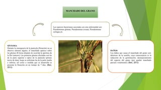 MANCHADO DEL GRANO
Las especies bacterianas asociadas con esta enfermedad son:
Pseudomonas glumae, Pseudomonas avenae, Pseudomonas
syringae pv.
SÍNTOMA
Durante la emergencia de la panícula (floración) no se
observa síntoma alguno; el manchado aparece sobre
las glumas 48 horas después de ocurrida la apertura de
la flor (antesis). Las primeras glumas afectadas son las
de la parte superior o ápice de la panícula (primer
tercio de ésta); luego se enferman las de la parte media
e inferior, tal como a medida que se desarrolla se
presenta la floración en un tiempo de 7 días. (Bao,
2012)
DAÑOS
Los daños que causa el manchado del grano son:
deterioro de la semilla, cuya consecuencia es la
reducción de la germinación; desmejoramiento
del aspecto del grano (por quedar manchado
parcial o totalmente); (Bao, 2012)
 