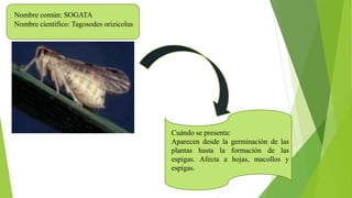 Nombre común: SOGATA
Nombre científico: Tagosodes orizicolus
Cuándo se presenta:
Aparecen desde la germinación de las
plantas hasta la formación de las
espigas. Afecta a hojas, macollos y
espigas.
 