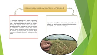FACTORES QUE FAVORECEN LA INCIDENCIA DE LA ENFERMEDAD
La enfermedad se trasmite por la semilla, y permanece
latente en los residuos de la cosecha, en el agua de
riego y en el suelo infestado. Los factores que alteran la
fisiología de la planta durante la fase reproductiva y
que la predisponen al manchado del grano son: primero,
las condiciones climáticas --como alta humedad
relativa-- durante la estación lluviosa, períodos alternos
de humedad y sequfa durante la floración, lluvias
intensas y prolongadas durante la maduración. (Bao,
2012)
segundo, los desequilibrios nutricionales, presumiblemente
causados por las deficiencias de potasio, fósforo u óxido de
silicio (Si02), o por el exceso de nitrógeno
 