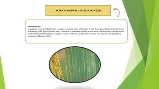 ALTERNARIOSIS O MANCHA CIRCULAR
Sintomatología.
El patógeno causa manchas foliares ovaladas a circulares sobre la lámina de la hoja. Estas generalmente poseen 2-6 mm
de diámetro, color pajizo al inicio, luego blancuzcas o grisáceas y rodeadas por un borde castaño rojizo o castaño oscuro.
Puede producir también manchas en grano. Es una enfermedad de aparición ocasional y de escasa a nula importancia
económica. (Martínez, 2011)
 