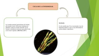CICLO DE LA ENFERMEDAD.
Las conidias penetran generalmente por heridas,
pero pueden ocurrir infecciones tempranas de
plántulas a partir de semilla infectada. En las
lesiones se producen esclerocios que sobrevivirán
en los restos vegetales. (Martínez, 2011)
MANEJO.
Uso de semilla sana. No se recomienda el uso de
fungicidas foliares ya que es una enfermedad de
escasa entidad e importancia.
 