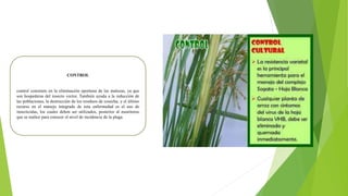 CONTROL
control consisten en la eliminación oportuna de las malezas, ya que
son hospederas del insecto vector. También ayuda a la reducción de
las poblaciones, la destrucción de los residuos de cosecha, y el último
recurso en el manejo integrado de esta enfermedad es el uso de
insecticidas, los cuales deben ser utilizados, posterior al monitoreo
que se realice para conocer el nivel de incidencia de la plaga.
 