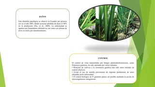 DAÑOS
Este disturbio patológico se observó en Ecuador por primera
vez en el año 2003, donde ocasionó pérdidas de hasta el 40%
en la producción (Paz, et al., 2009). La enfermedad se
agudiza por hospedantes alternativos, así como con plantas de
arroz en estrés por enmalezamiento.
CONTROL
El control de virus transmitidos por hongos plasmodioforomicetos, como
Polymyxa graminis, ha sido intentado por varios métodos.
• Rotación de cultivos y la resistencia genética han sido otros métodos de
control efectivos.
• Evitar el uso de semilla proveniente de regiones productoras de arroz
afectadas porla enfermedad.
• El control biológico de P. graminis parece ser posible mediante la acción de
microorganismos antagonistas.
 