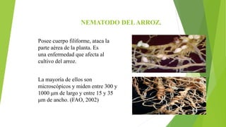 NEMATODO DELARROZ.
Posee cuerpo filiforme, ataca la
parte aérea de la planta. Es
una enfermedad que afecta al
cultivo del arroz.
La mayoría de ellos son
microscópicos y miden entre 300 y
1000 μm de largo y entre 15 y 35
μm de ancho. (FAO, 2002)
 