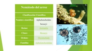Nemátodo del arroz
Clasificación Científica
Nombre científico Aphelenchoides
besseyi
Reino: Animalia
Clase: Besseyi
Orden: Thylenchida
Familia: Aphelenchoididae
 