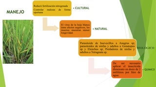 • BIOLÓGICO
MANEJO
Reducir fertilización nitrogenada
Controlar malezas de forma
oportuna
• CULTURAL
Parasitoide de huevecillos a Anagrus sp;
parasitoides de ninfas y adultos a Gonatopus
sp y Elenchus sp; Predadores de ninfas y
adultos a Tetragnata sp.
• NATURAL
El virus de la hoja blanca
tiene efectos negativos, los
insectos muestran menor
longevidad.
De ser necesario
aplicar el insecticida
dimetoato en dosis de 2
mililitros por litro de
agua.
• QUIMICO
 