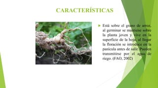 CARACTERÍSTICAS
 Está sobre el grano de arroz,
al germinar se mantiene sobre
la planta joven y vive en la
superficie de la hoja, al llegar
la floración se introduce en la
panícula antes de salir. Pueden
transmitirse por el agua de
riego. (FAO, 2002)
 