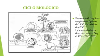 CICLO BIOLÓGICO
 Este nemátodo requiere
temperaturas óptimas
de 28 ºC y la máxima
de 42 ºC.
La humedad relativa
debe estar entre el 70 y
el 90%. (FAO, 2002)
 