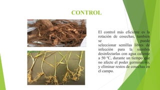 CONTROL
El control más eficiente es la
rotación de cosechas, también
se puede
seleccionar semillas libres de
infección para la siembra
desinfectarlas con agua caliente
a 50 ºC, durante un tiempo que
no afecte el poder germinativo,
y eliminar restos de cosechas en
el campo.
 