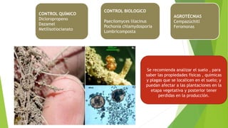 CONTROL QUÍMICO
Dicloropropeno
Dazamel
Metilisotiocianato
CONTROL BIOLOGICO
Paecilomyces lilacinus
Pochonia chlamydosporia
Lombricomposta
AGROTÉCNIAS
Cempazúchitl
Feromonas
Se recomienda analizar el suelo , para
saber las propiedades fisicas , quimicas
y plagas que se localicen en el suelo; y
puedan afectar a las plantaciones en la
etapa vegetativa y posterior tener
perdidas en la producción.
 