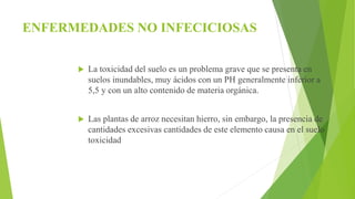 ENFERMEDADES NO INFECICIOSAS
 La toxicidad del suelo es un problema grave que se presenta en
suelos inundables, muy ácidos con un PH generalmente inferior a
5,5 y con un alto contenido de materia orgánica.
 Las plantas de arroz necesitan hierro, sin embargo, la presencia de
cantidades excesivas cantidades de este elemento causa en el suelo
toxicidad
 