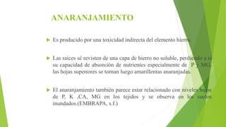 ANARANJAMIENTO
 Es producido por una toxicidad indirecta del elemento hierro.
 Las raíces sé revisten de una capa de hierro no soluble, perdiendo a si
su capacidad de absorción de nutrientes especialmente de P y MG,
las hojas superiores se tornan luego amarillentas anaranjadas.
 El anaranjamiento también parece estar relacionado con niveles bajos
de P, K ,CA, MG en los tejidos y se observa en los suelos
inundados.(EMBRAPA, s.f.)
 